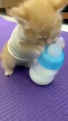 Baby cat _shorts(360P)