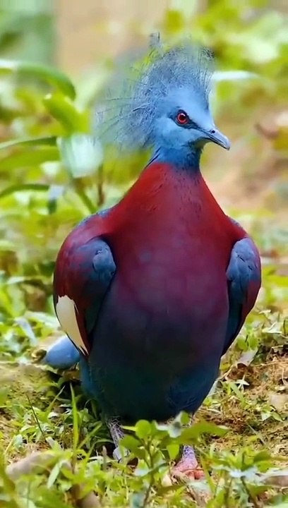 Surah Rahman سورہ رحمنTilawatul_Quran beautiful voice translation Urdu