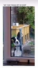 Animal Antics: The Funniest Pets on the Planet! Part 15