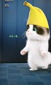 Happy Time With funny dance by cute cat Cartoon