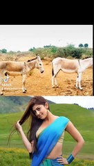 Animal donkey meetings first Time