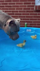 American Bully Dog Sniffs Ducklings