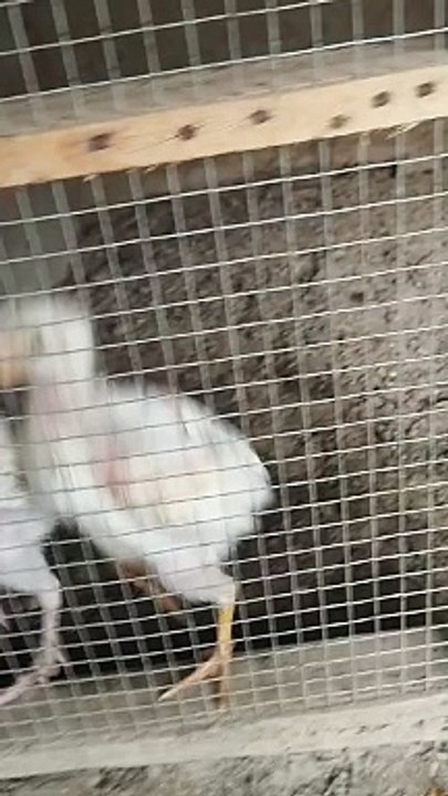 Heera Aseel Chicks Are Playing In Cage
