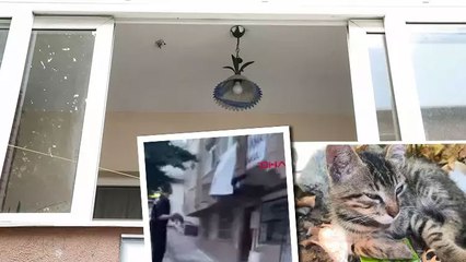 Yolda gördüğü yavru kediyi balkona fırlattı! Tepki çeken anlar kamerada