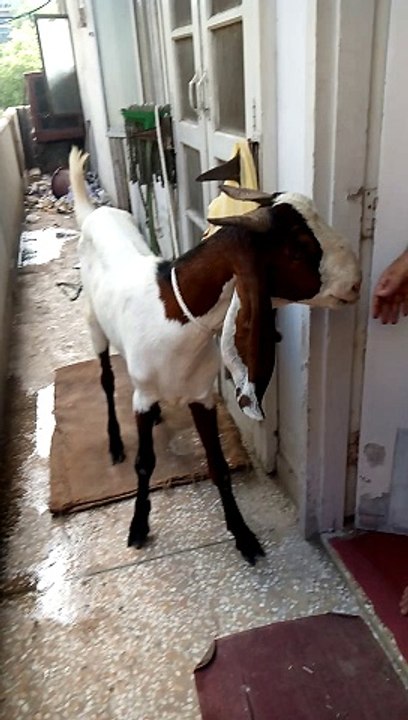 Beautiful Animal