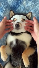 Dog Cleaning ASMR More Satisfying 