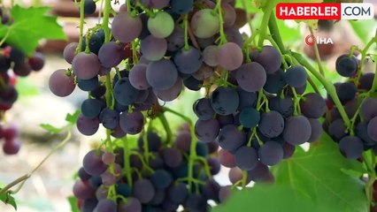 Akademisyenden yeni turfanda üzüm çeşitleri