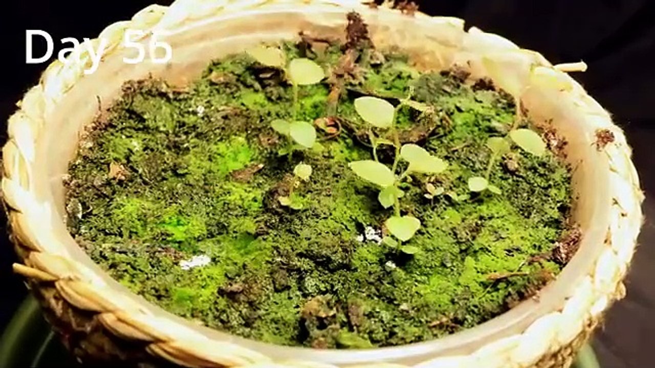 Growing Plants from Seed in 4K Time Lapse Compilation (~3 Years)
