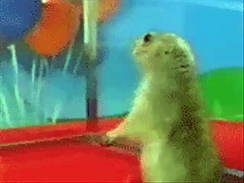 videoplayback (1)