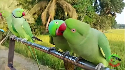 Ringneck Parrot Videos Compilation