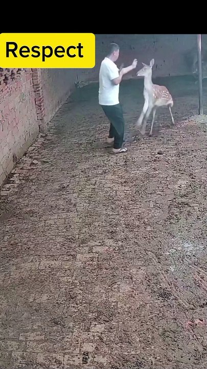 Deers attack on his owner