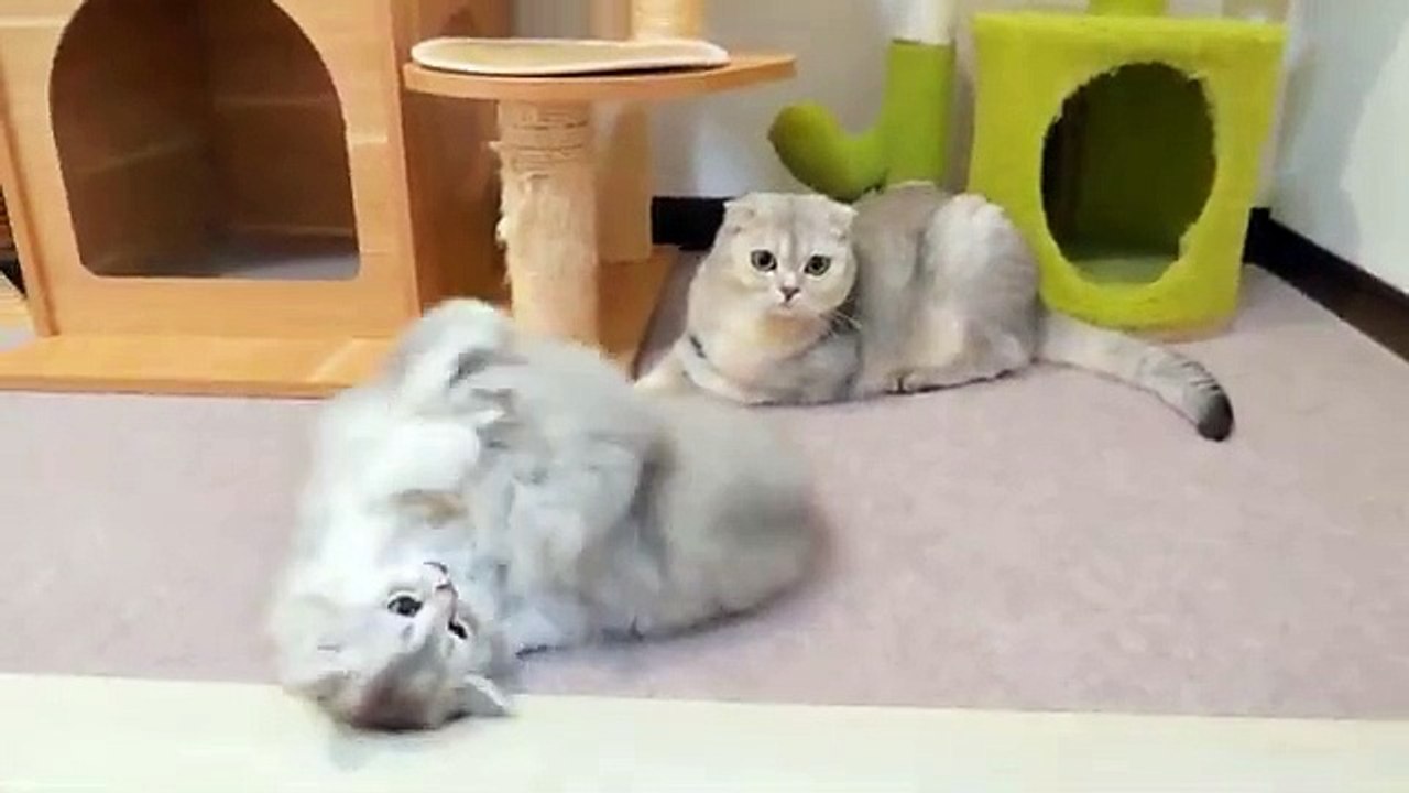 “Stop!”_to_the_fighting_kittens._”_He_reaction_was_so_cute!(360p)