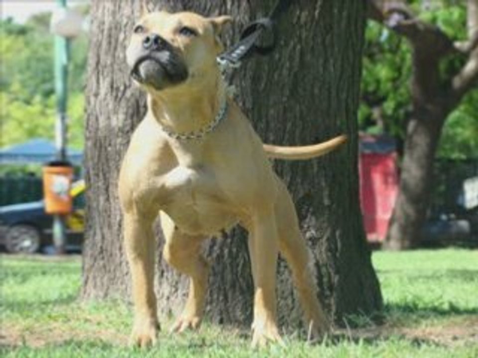 PIT BULL FIGHT