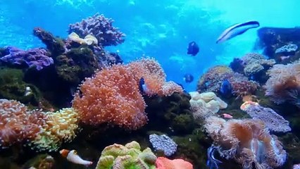 Underwater Symphony: A 4K Exploration of Aquatic Life #fish #fishes