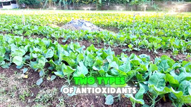 Amazing Benefits of Kale for Health: 5 Reasons It’s a Must-Have in Your Diet!