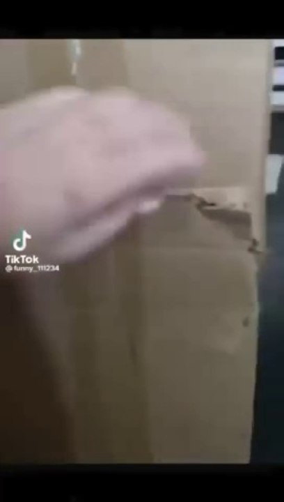 Animal funny video 