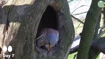 Kestrels Brave it Out After Several Brutal Raids on their Nest - Mr & Mrs Kes - Robert E Fuller