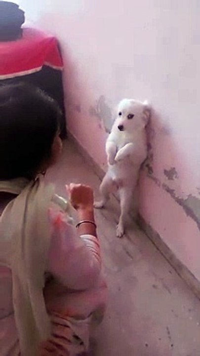 Funny dog
