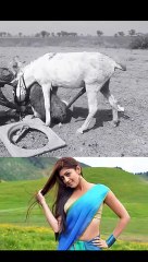 Donkey meeting first time meeting with female