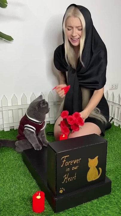 Cat Tommy lost his love… #cat #cats