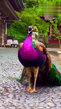 peacock dance|मोर नृत्य(mor nrty)