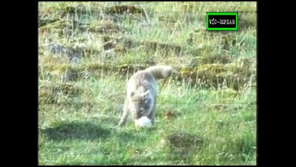 El Zorro del Ártico - Documental (1995) - Español Latino *Omar Aranda*