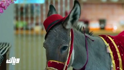 مسلسل انت محبوبي الحلقة 117 مدبلجة