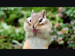 animaux qui parlent drôles