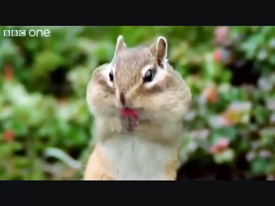 animaux qui parlent drôles