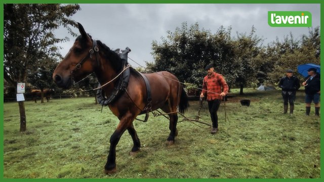 La Petite Foire, l'événement alternatif à la grande Foire de Libramont