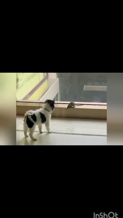 New Funniest Animals 2024  Best Funny Cats and Dogs