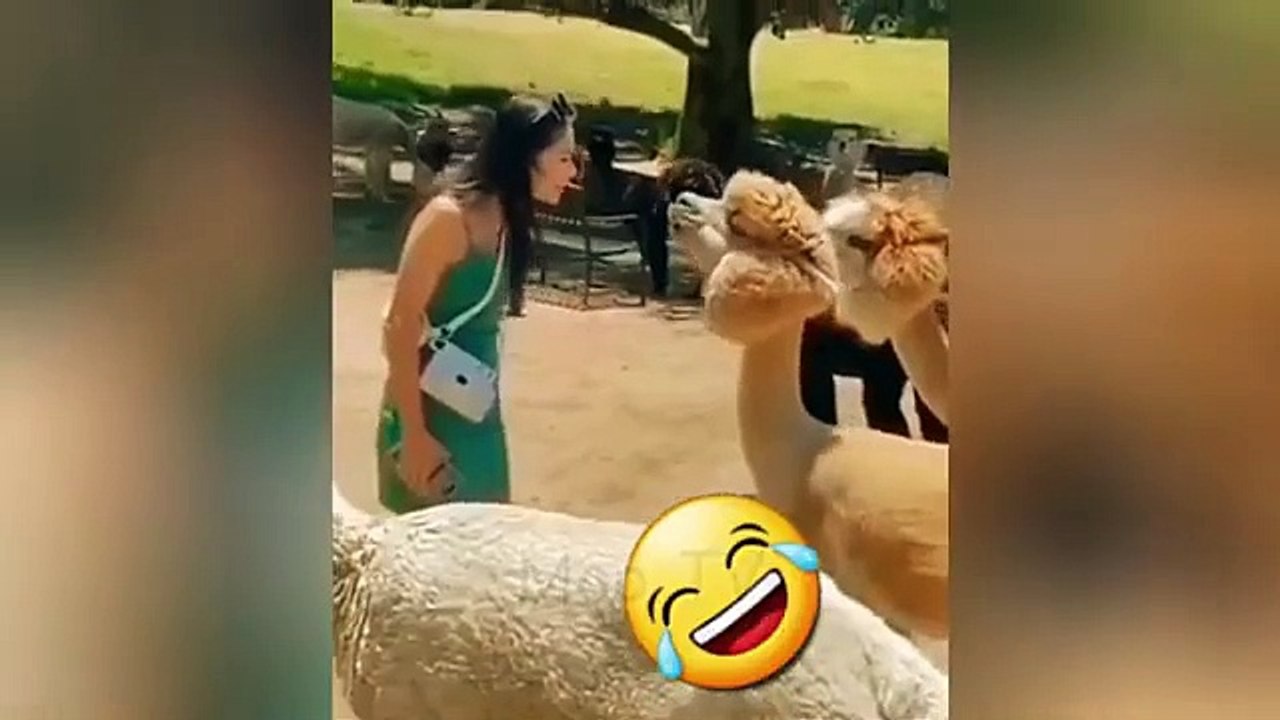 Funny Cats