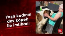 Yaşlı kadının dev köpek ile imtihanı