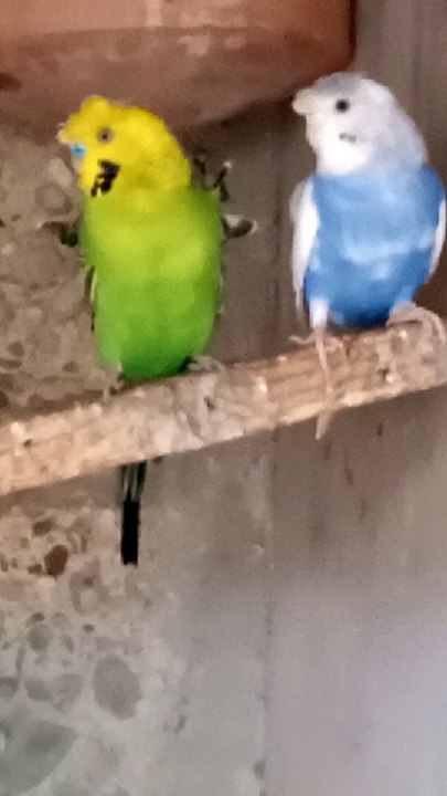 Beautiful budgies parrots