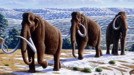 The Extinction And Resurrection Of The Woolly Mammoth