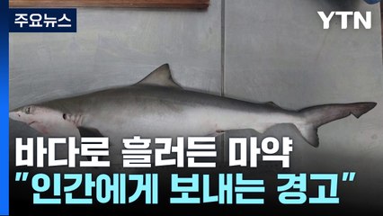 '바다의 포식자' 상어에서 코카인 검출..."인간에 보내는 경고" / YTN