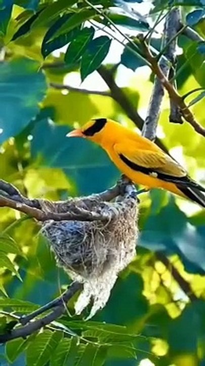 Beautiful birds,