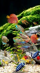 Colourful fishes