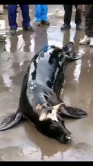 Allah jo chahe Kar sakta  hai