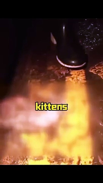 The mother cat who doesn’t want to live anymore