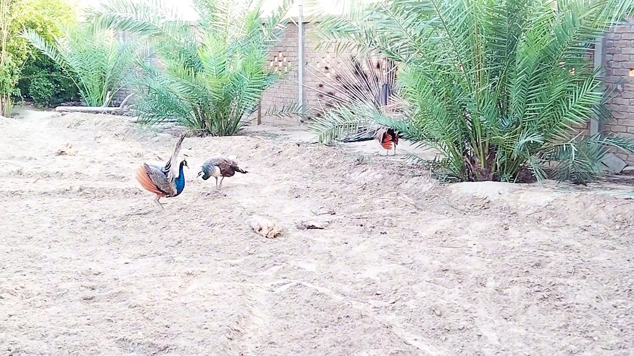 New Peacock Male Ready To Mingle Masti Its Very Beautiful Video ........Peacocks Pigeons Chakor Hens