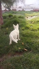 White cat playing with the boys