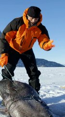 Catching A Ginormofus Shark in Greenland River Monsters Animal Planet