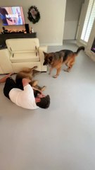 Funny German Shepherd Activity