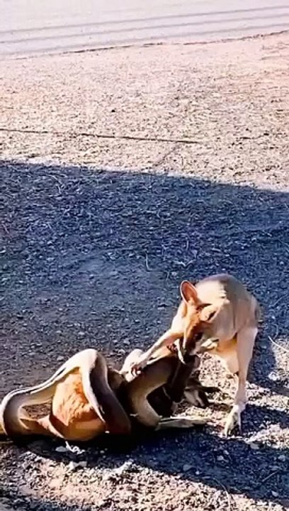 Fox killing snake