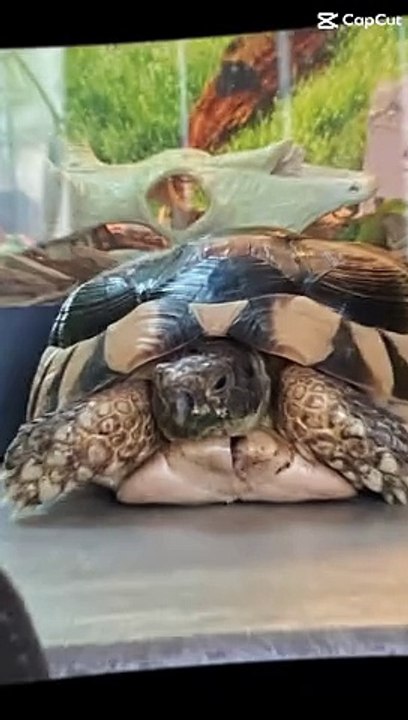 Tortoise