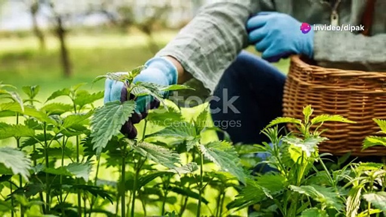 Herbs For Health - Only Herbal Remedies Offer.
