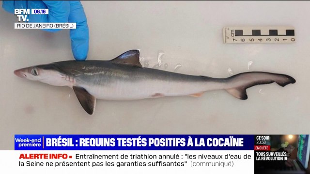 Au Brésil, les requins testés positifs à la cocaïne, victimes collatérales du trafic de drogue