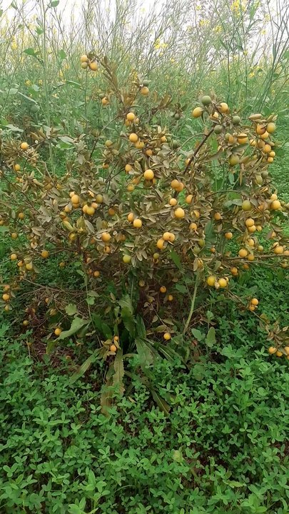 پروگرام تو وڑ گیا