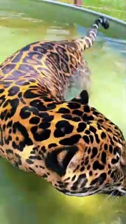 tiger  video 2024
